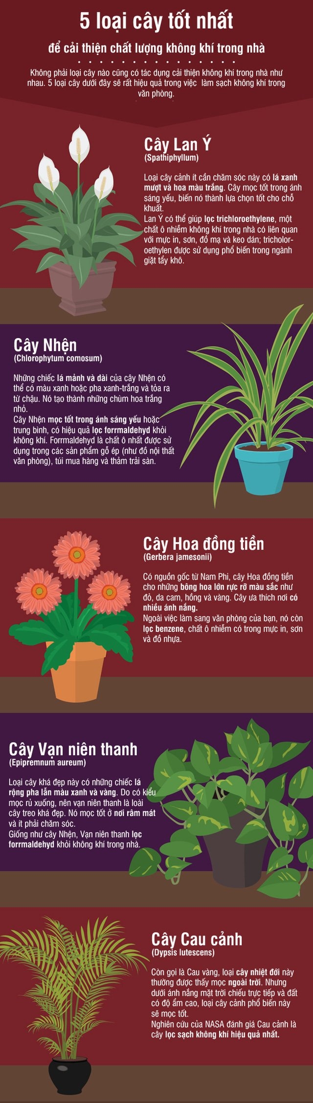 Trồng những cây này trong nhà, khỏi cần máy lọc không khí