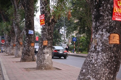 xac dinh duoc nguoi duc khoet vo hang cay xa cu o ha noi hinh anh 1