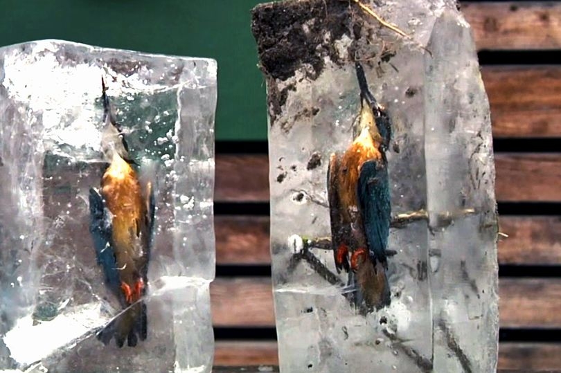 Lao xuống hồ lạnh cóng, chim bói cá đông cứng trong băng - 1