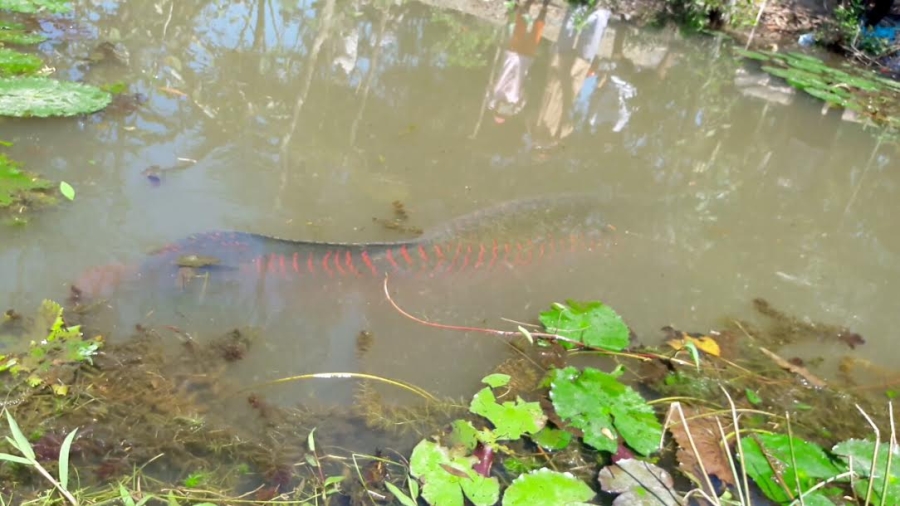 Tiền Giang: Dân ùn ùn kéo nhau xem cá lạ nặng cả trăm kg hình ảnh 2 tien giang: dan un un keo nhau xem ca la nang ca tram kg hinh anh 2