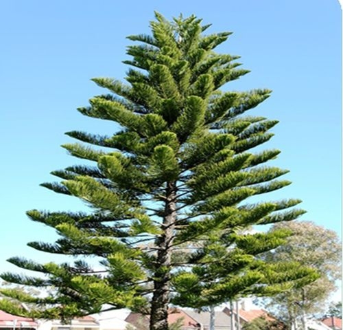 tuyet doi khong trong 5 cay mang nhieu xui xeo, am khi trong vuon nha - 4