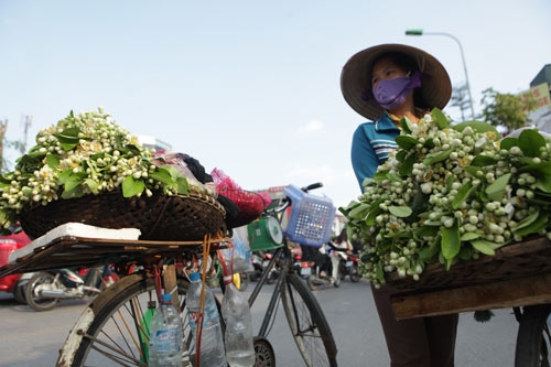 Chùm ảnh: Mùa hoa bưởi dịu dàng xuống phố - 1