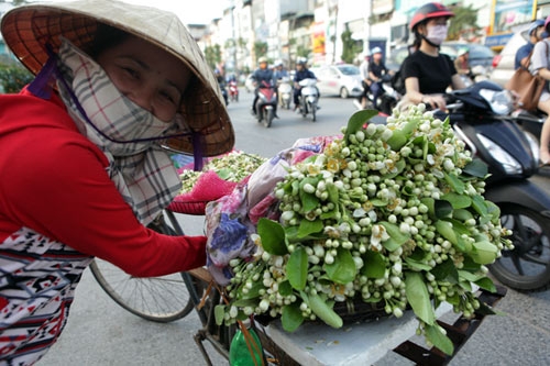 Chùm ảnh: Mùa hoa bưởi dịu dàng xuống phố - 14
