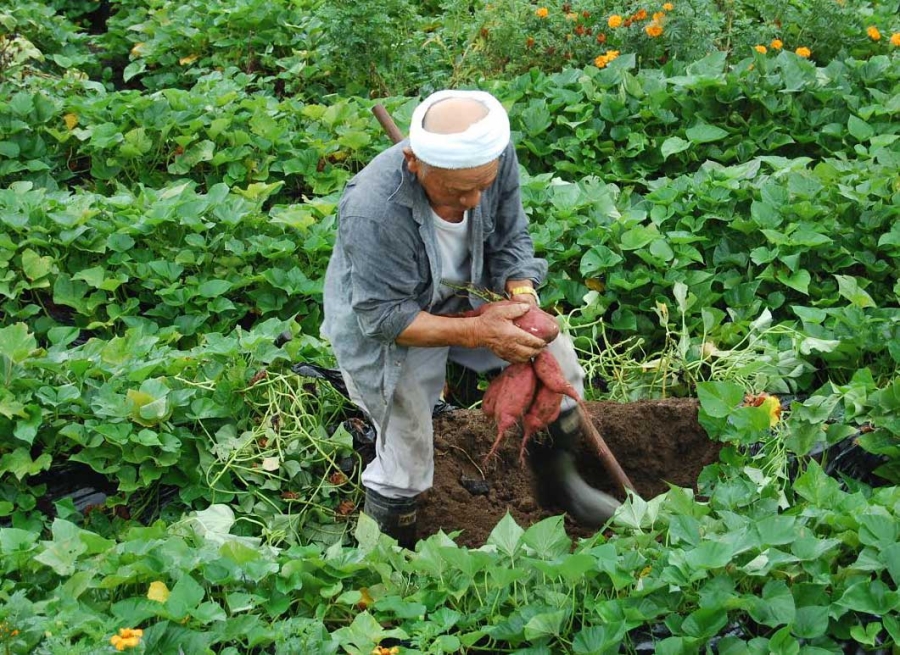 Khoai lang 500 ngàn/củ, chị em chia nhau từng lát
