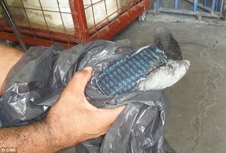 Con chim bồ câu được buộc một chiếc túi trên lưng. Trong túi có điện thoại di động và pin.