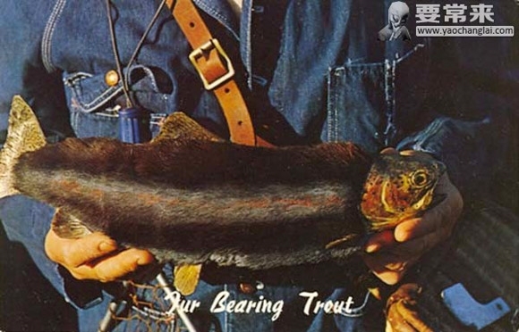 Lông trên cá Fur Bearing Trout không giúp con cá ấm áp hơn trong môi trường lạnh giá.