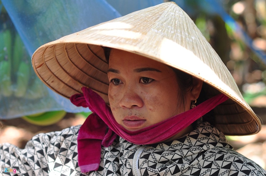Gia giam 10 lan, nong dan bat luc nhin chuoi rung vang goc hinh anh 9