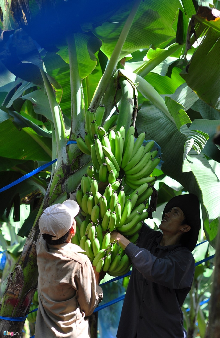 Gia giam 10 lan, nong dan bat luc nhin chuoi rung vang goc hinh anh 12