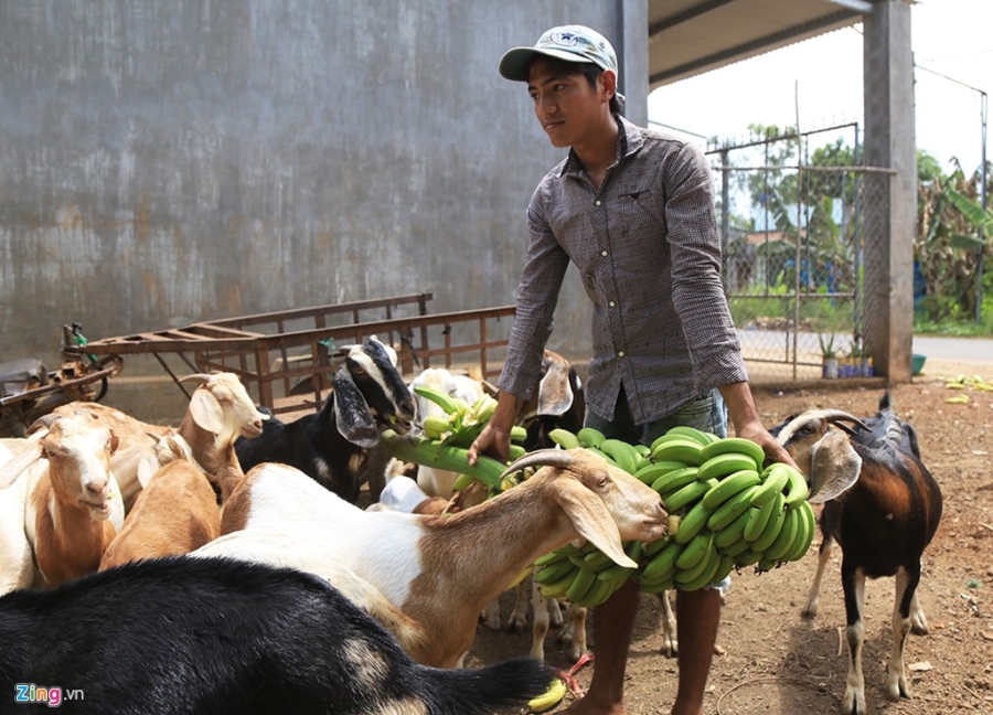 Gia giam 10 lan, nong dan bat luc nhin chuoi rung vang goc hinh anh 13