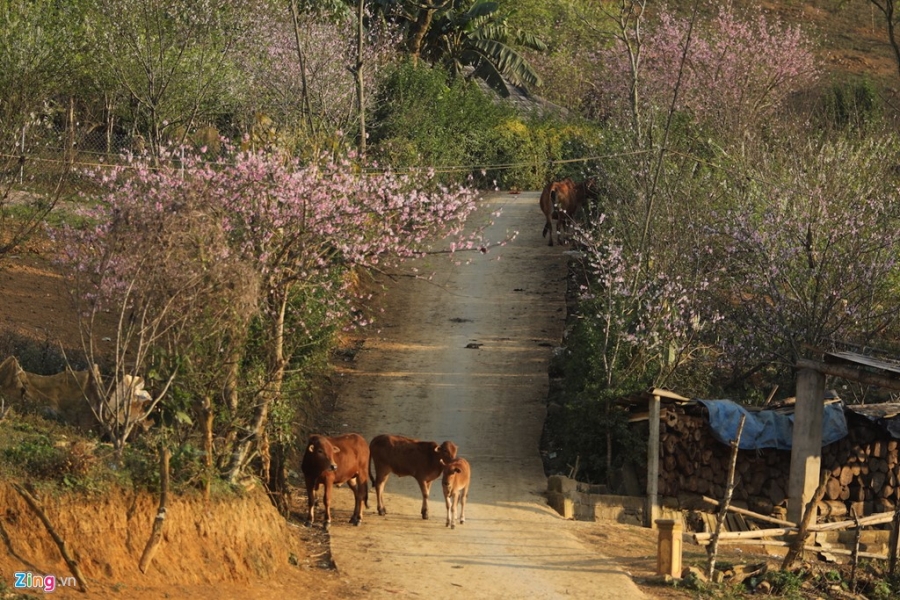 Moc Chau dep nhu tranh nhung ngay dau xuan hinh anh 5