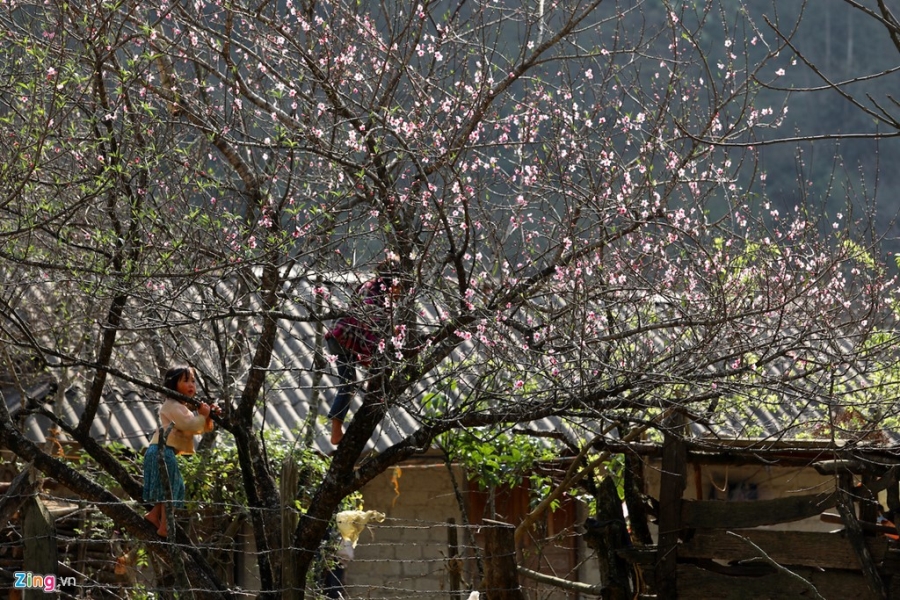 Moc Chau dep nhu tranh nhung ngay dau xuan hinh anh 7
