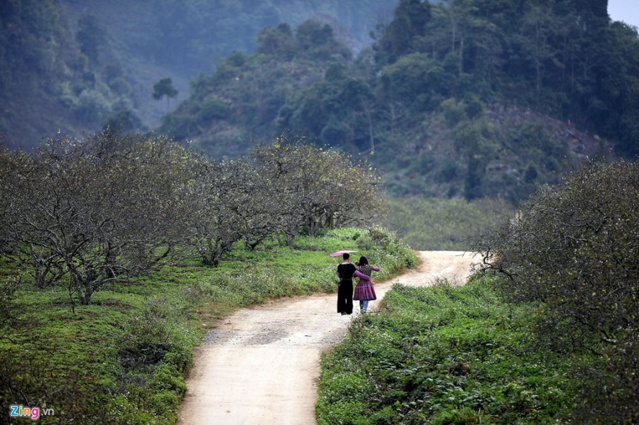 Moc Chau dep nhu tranh nhung ngay dau xuan hinh anh 17