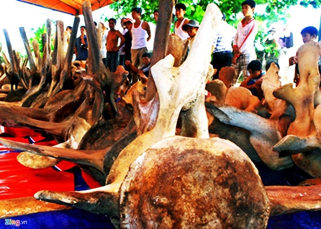 Phuc che hai bo xuong ca voi khong lo o dao Ly Son hinh anh 1