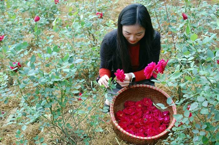 hoa hồng, vườn hoa hồng, vườn hồng bản địa, doanh thu từ vườn hồng