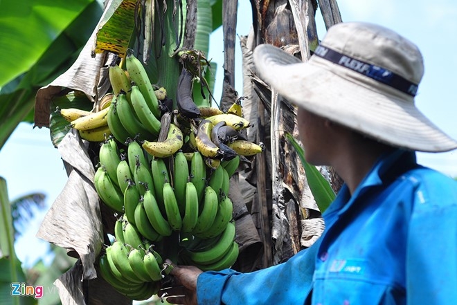 3 ngay, 'giai cuu' 20 tan chuoi cho nong dan Dong Nai hinh anh 1