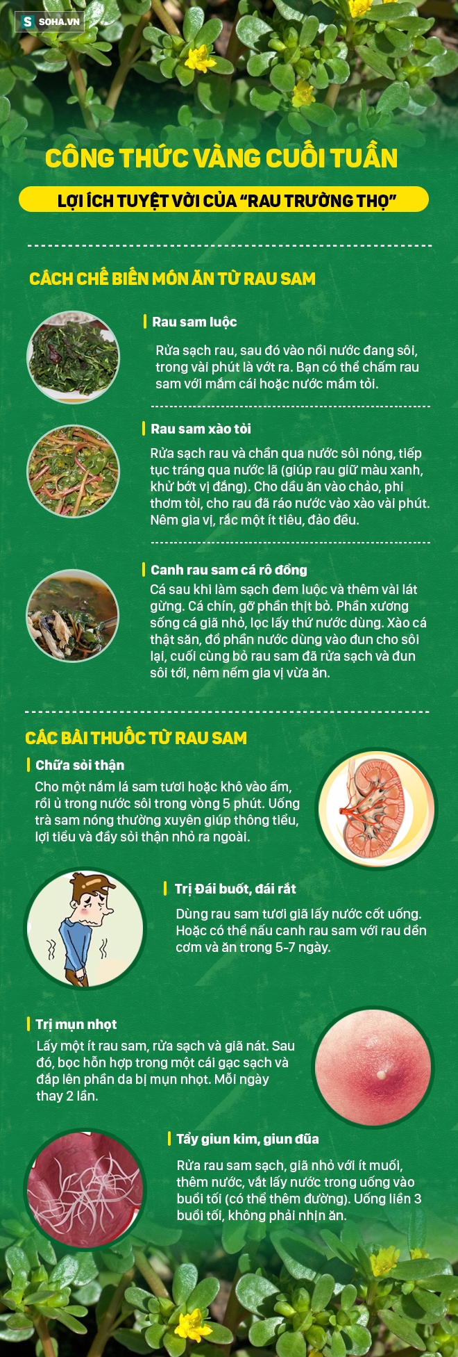 Trung Quốc gọi rau trường thọ, phương Tây tôn thảo dược quý còn người Việt vẫn bỏ phí - Ảnh 1.