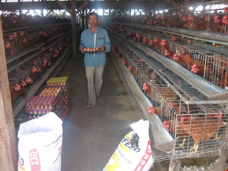 'Giải mã' giá đùi gà Mỹ siêu rẻ 7.000 đồng/kg - ảnh 1