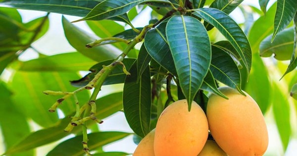 lá xoài, thuốc nam, y học cổ truyền, tiểu đường, sỏi thận