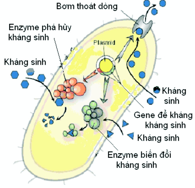 TS Nguyễn Khánh Hòa từ Canada: Kháng kháng sinh ở VN ở mức cao, nguy cơ hết thuốc điều trị - Ảnh 4.