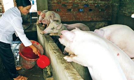 nông dân, thương lái, hàng Tàu, Trung Quốc, thương lái Trung Quốc , thịt lợn, nuôi heo