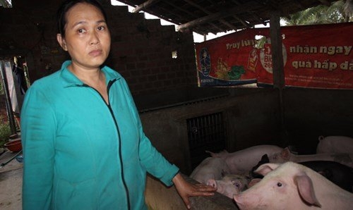 nông dân, thương lái, hàng Tàu, Trung Quốc, thương lái Trung Quốc , thịt lợn, nuôi heo