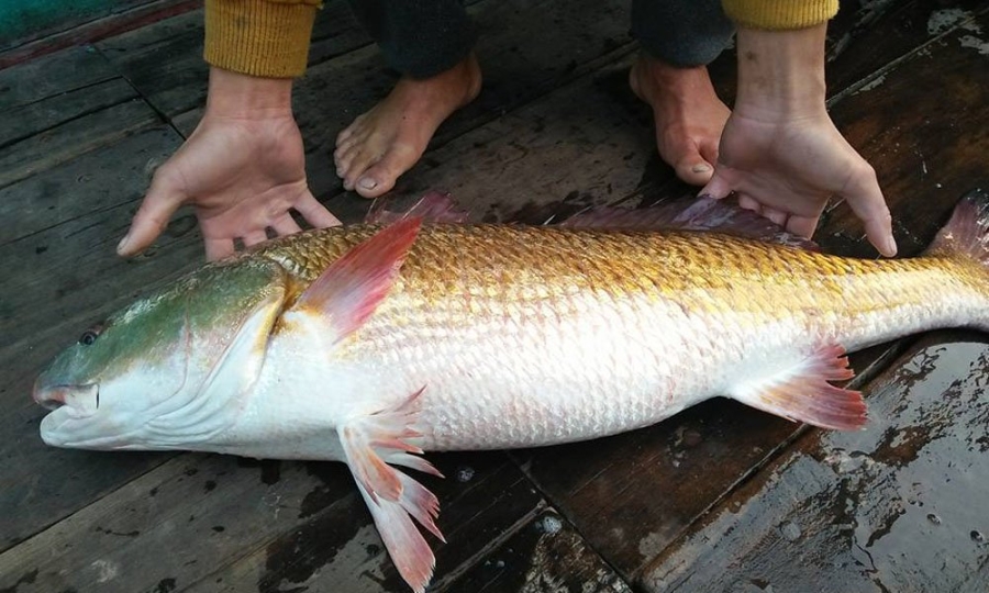 cá sủ vàng