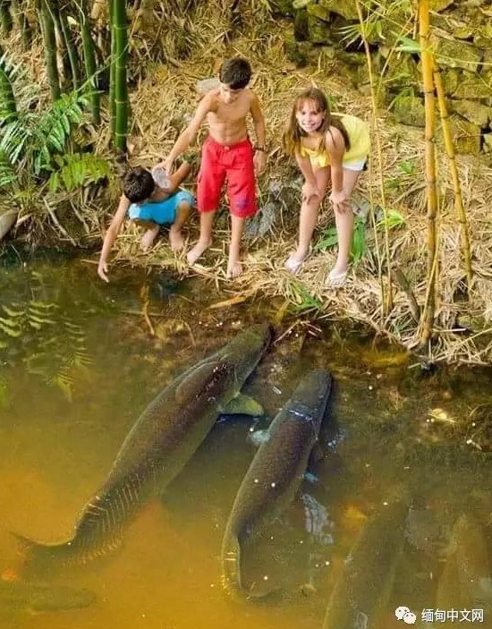 bat duoc ca amazon khong lo gia 3,3 ty dong o myanmar hinh anh 4