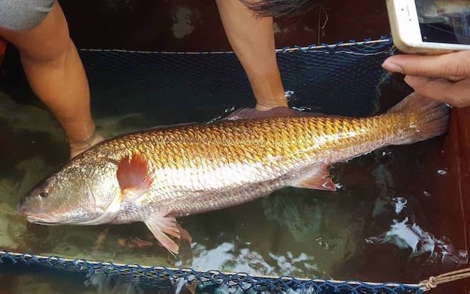 Chủ nhân bắt được cá nghi là sủ vàng: Ai trả 500 triệu đồng tôi bán luôn - Ảnh 2.