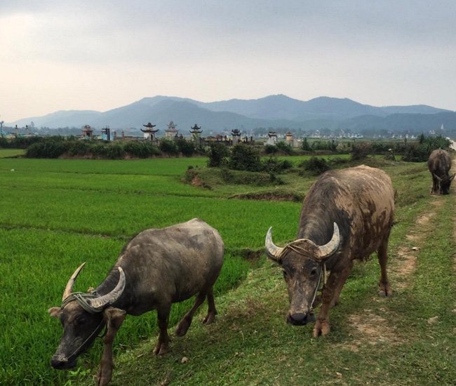 Vì sao Việt Nam lại là lựa chọn hoàn hảo cho King Kong? - Ảnh 5.