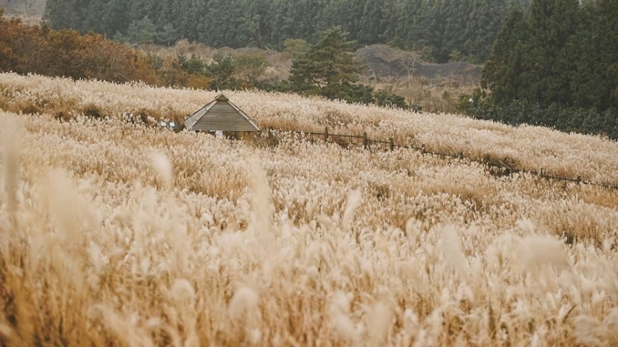 Kham pha Jeju - hon dao thien duong hinh anh 7