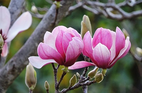 viêm xoang, viêm mũi dị ứng, y học cổ truyền, tân di, mộc lan, Phùng Tuấn Giang