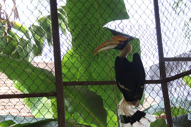 Chim hồng hoàng đang được nuôi tại Chi cục Kiểm lâm Tây Ninh /// GIANG PHƯƠNG