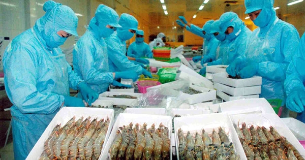 Xuất khẩu tôm của Việt Nam gặp nhiều khó khăn bởi lệnh cấm nhập khẩu từ phía Úc.