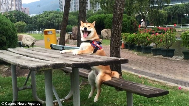Nghĩ mình là người nên chú chó shiba đáng yêu chỉ thích cày phim và tô màu - Ảnh 3.