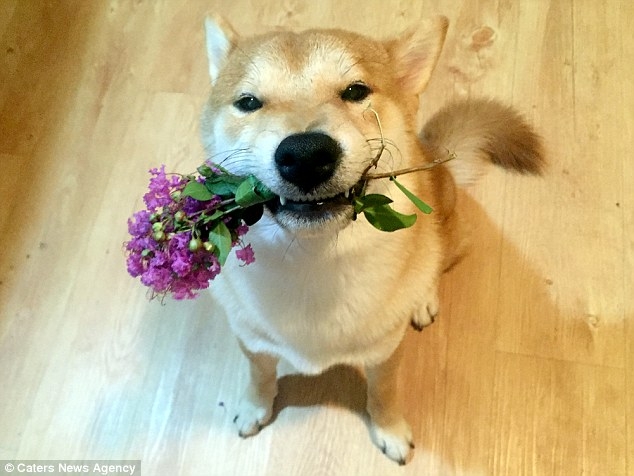 Nghĩ mình là người nên chú chó shiba đáng yêu chỉ thích cày phim và tô màu - Ảnh 5.