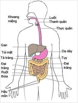 Dieu gi xay ra khi ban an qua nhanh? hinh anh 1