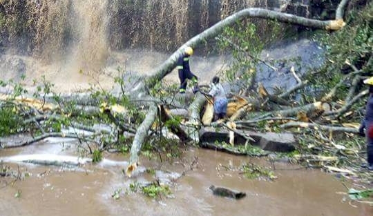 Cây rơi từ đỉnh thác xuống. Ảnh: News Ghana 