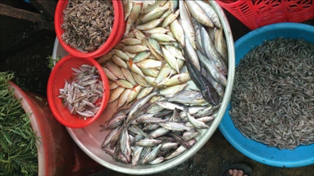 Ca dong hiem hang, dau nau Trung Quoc lung mua?