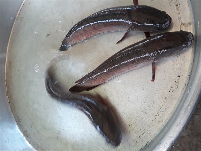 Ca dong hiem hang, dau nau Trung Quoc lung mua?