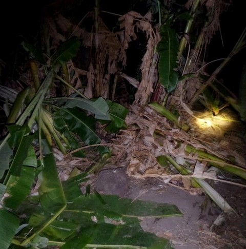 Dan voi rung ve sat khu dan cu tim thuc an, pha hoai hoa mau hinh anh 1