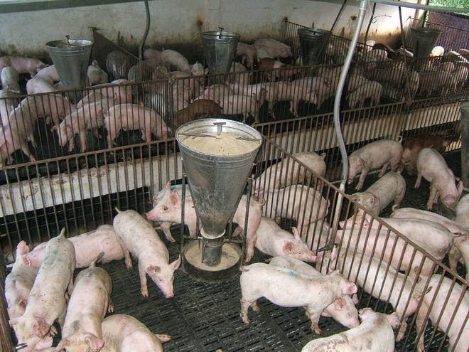 Nông dân như “ngồi trên đống lửa” vì giá nông sản xuống mức đáy