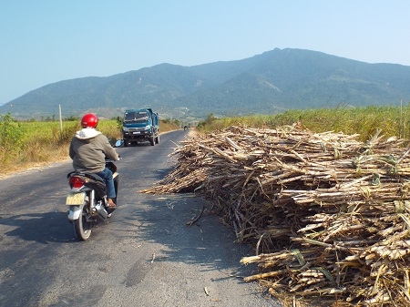 Sự cố nước thải Nhà máy Đường Khánh Hòa khiến người trồng mía ở thị xã Ninh Hòa (Khánh Hòa) khốn đốn, mía phơi trên ruộng