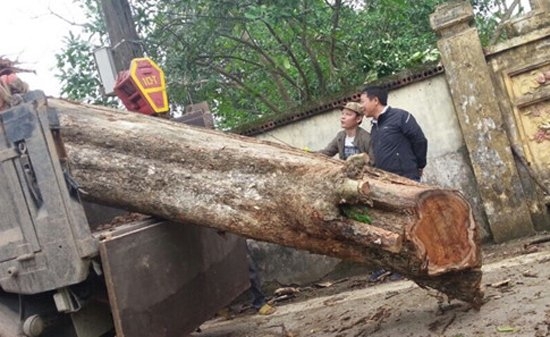 sưa đỏ, gỗ sưa, gỗ sưa đỏ, cây sưa, cây sưa Bắc Ninh,