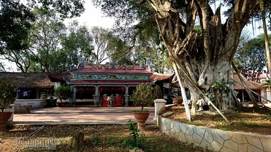 gỗ sưa, cây sưa, sưa đỏ, cây sưa 200 tuổi