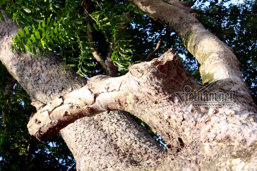gỗ sưa, cây sưa, sưa đỏ, cây sưa 200 tuổi