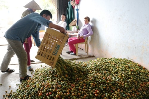 quat-rot-gia-khong-du-tien-cong-hai-dan-bo-hang-tan-trong-vuon-1