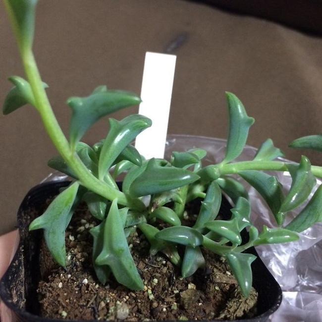 Loài cây kỳ lạ có lá giống hệt cá heo - Ảnh 3.