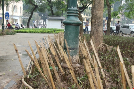 Cắm chông tre tại vườn hoa: Ngăn chó hay bẫy người? - ảnh 3