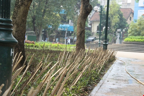 Cắm chông tre tại vườn hoa: Ngăn chó hay bẫy người? - ảnh 4