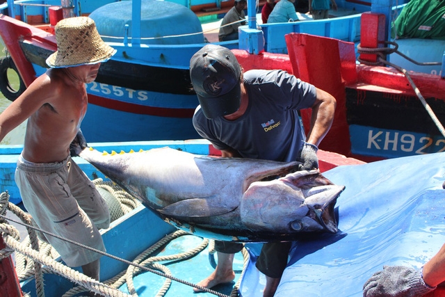 Ngư dân vận chuyển cá ngừ đại dương từ hầm bảo quản sang bến cảng bán cho thương lái